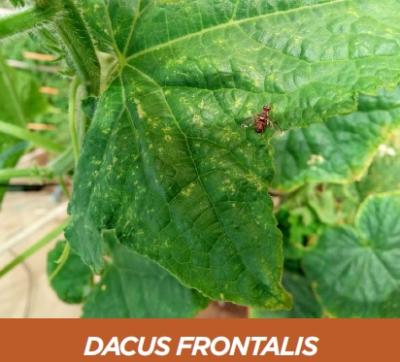 Imagen PUBLICACIÓN: La mosca de la calabaza (Dacus frontalis)