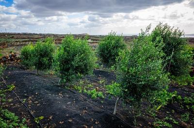 Imagen Riesgo de presencia de la polilla del olivo