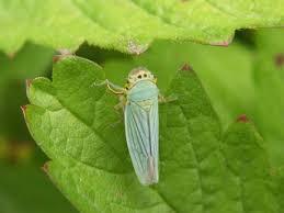 Imagen Mosquito verde en viña