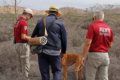 Imagen El Cabildo de Lanzarote decreta el cierre temporal de la caza en el municipio de Haría ante los posibles casos de envenenamiento de fauna