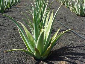 Imagen Aloe