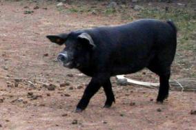 Imagen Carne de cochino