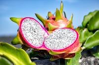 Imagen Campaña de venta de arboles frutales