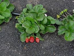 Imagen Solicitud de plántulas de fresas