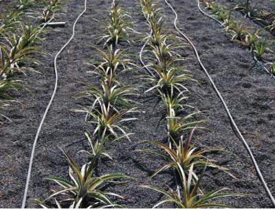 Imagen Campaña de reparto de plantas de piña tropical