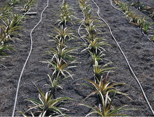 Imagen Campaña de reparto de plantas de piña tropical