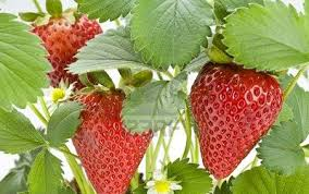 Imagen Campaña de venta de fresas
